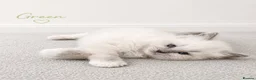 Ragdoll cats for sale: Beautiful ragdoll kittens ready to reserve.    - Advert 12