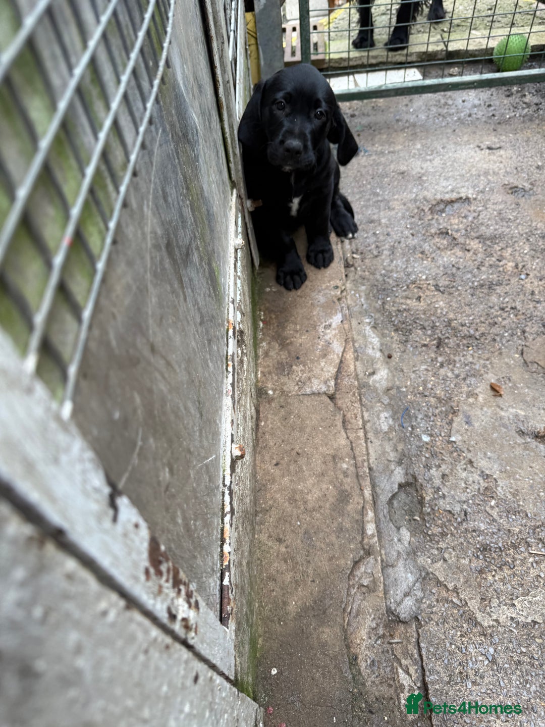 Mixed Breed dogs for sale: 2 Female puppies for sale  - Image 5