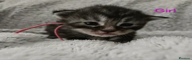 Maine Coon 3