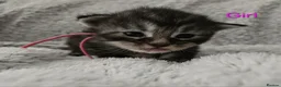 Maine Coon cats for sale: 6 TICA registered Maine Coon kittens. - Advert 5