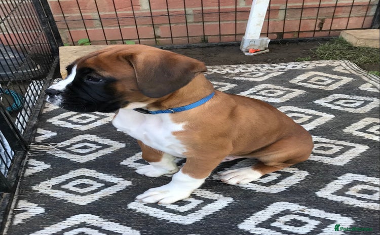 Boxer dogs - Advert 2