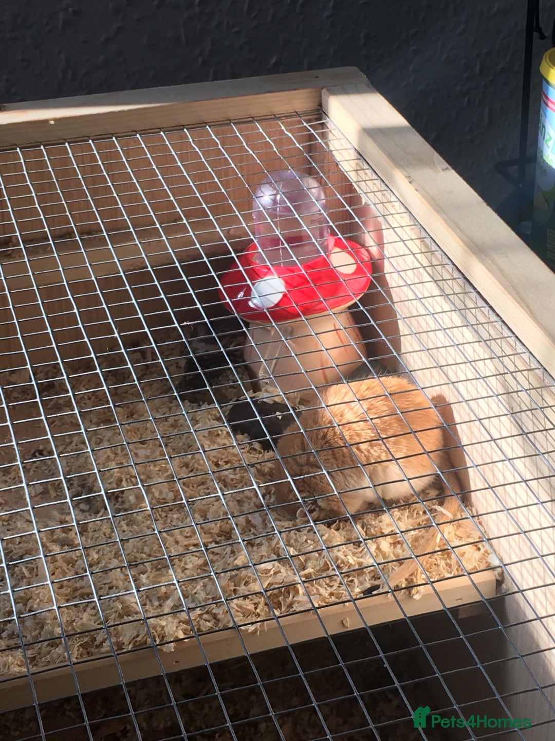 Gerbil rodents for sale: 2 Female Gerbils / With cage - Image 6