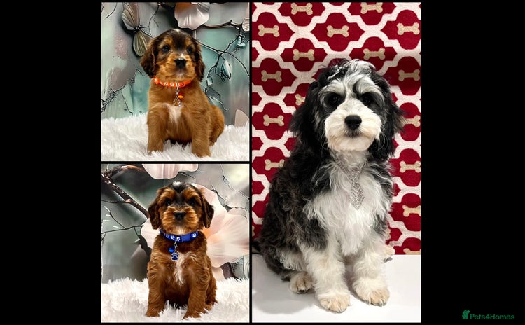 Cockapoo dogs - Advert 2