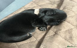 Mixed Breed dogs for sale: 11 adorable Rottador Labweiler puppies for sale   - Image 7