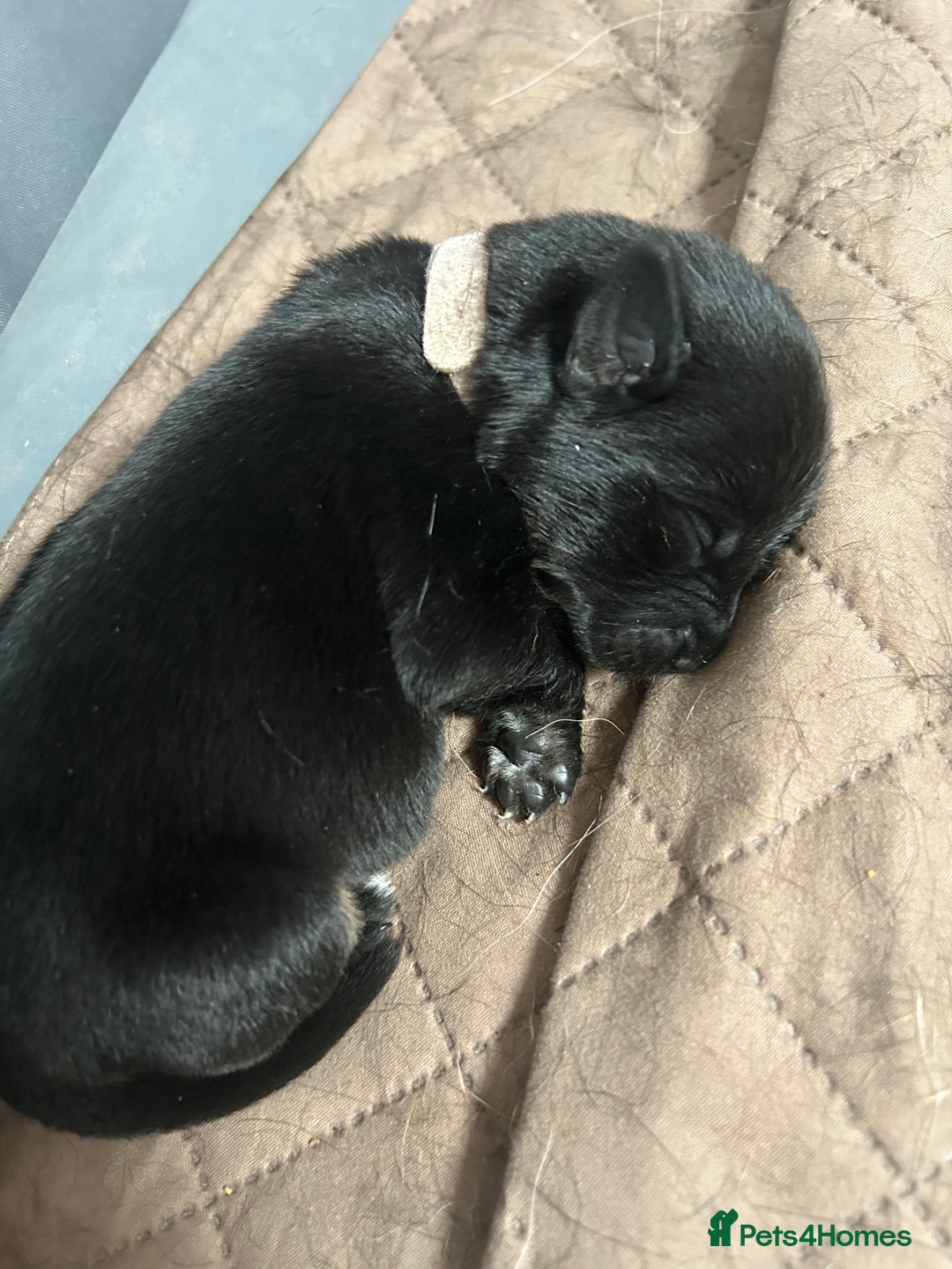 Mixed Breed dogs for sale: 11 adorable Rottador Labweiler puppies for sale   - Image 7