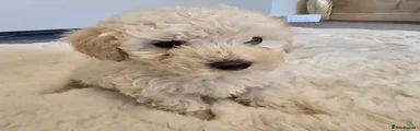 Maltipoo 4