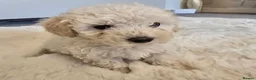 Maltipoo dogs for sale: 🐾 Beautiful Maltipoo Puppies – Home-Raised 🐾 - Advert 4