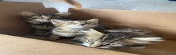 Mixed Breed cats for sale: Beautiful kittens - Advert 7