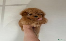 Toy Poodle dogs for sale: Extremely rare blue tiny Kc Reg Toy Poodle Puppy! - Image 27