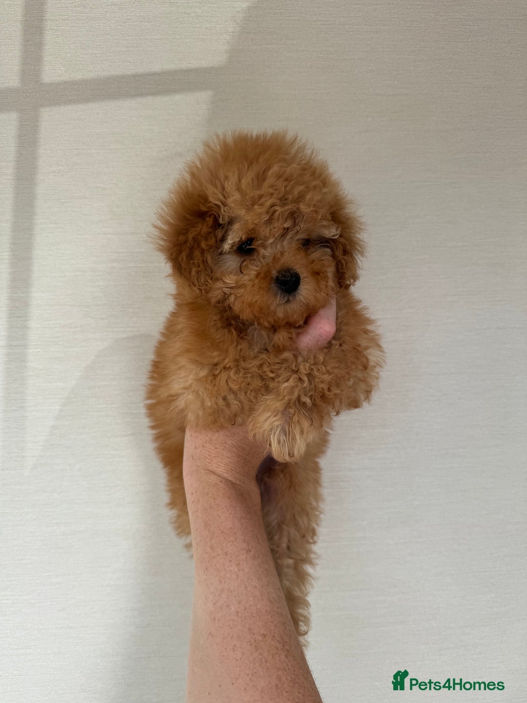 Toy Poodle dogs for sale: Extremely rare blue tiny Kc Reg Toy Poodle Puppy! - Image 27
