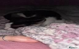 Mixed Breed cats for sale: Rudy Boy  - Image 4