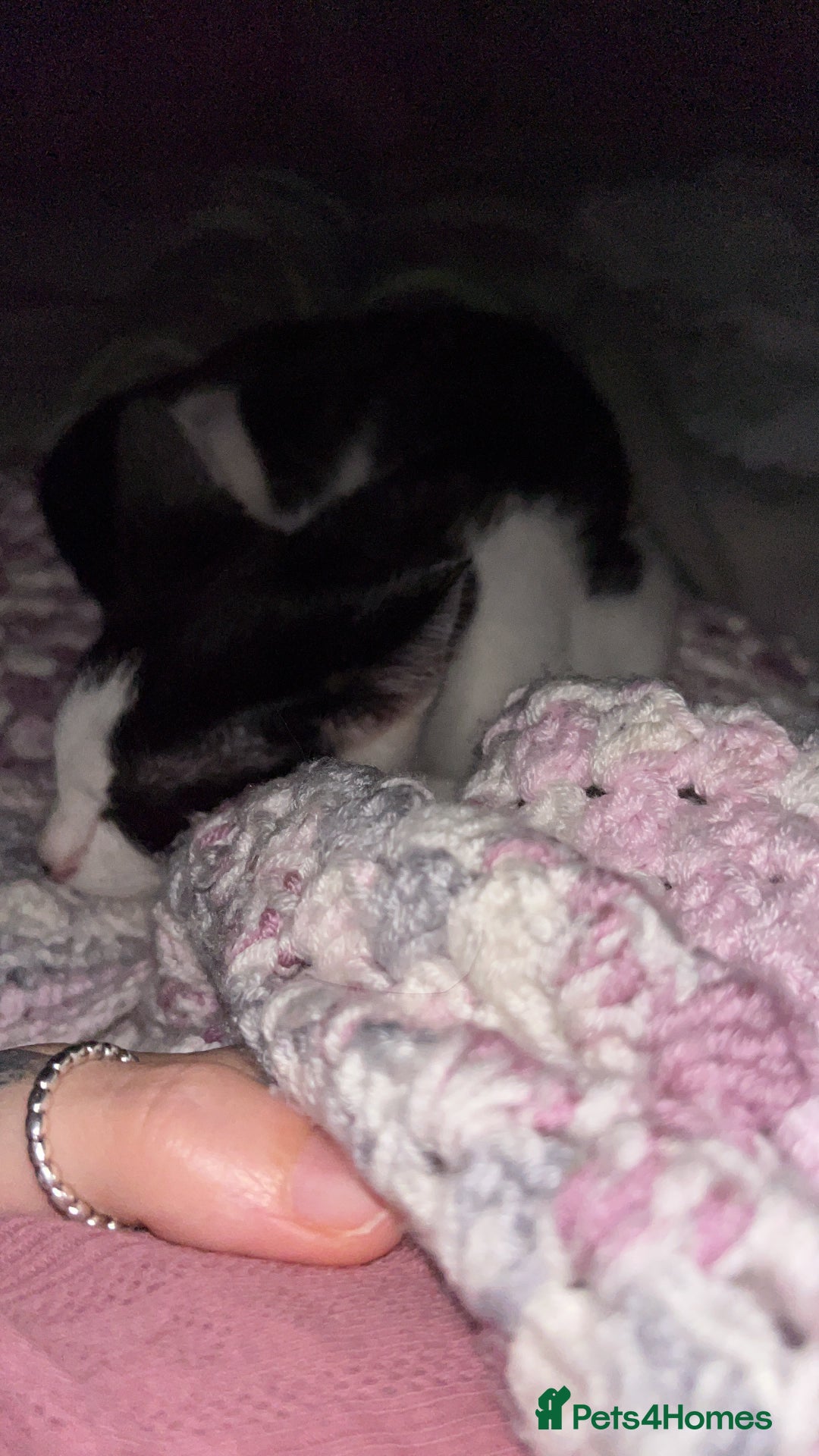Mixed Breed cats for sale: Rudy Boy  - Image 4