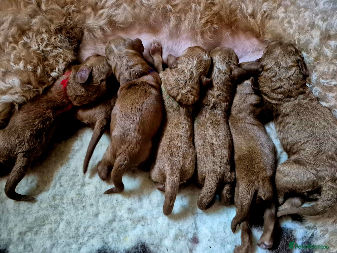 Goldendoodle dogs for sale: Stunning F1B GoldenDoodle- health tested parents  - Advert 8