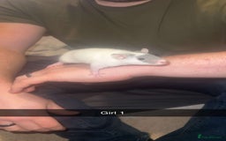 Rat rodents for sale: Rat pups - Image 1