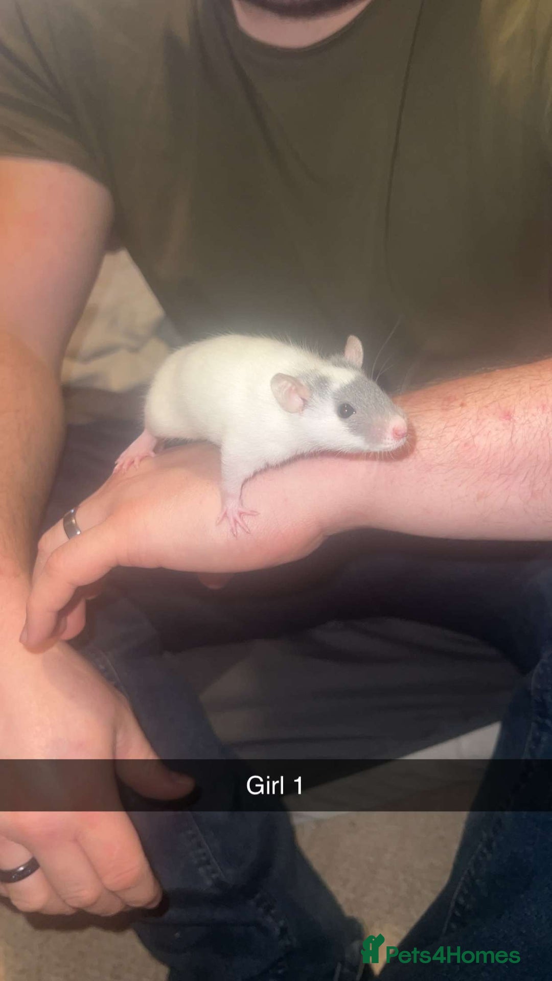 Rat rodents for sale: Rat pups - Image 1