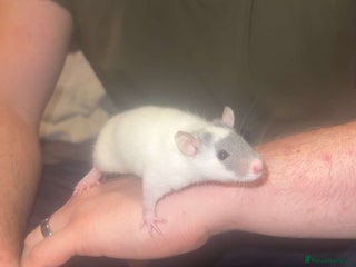 Rat rodents - Advert 2
