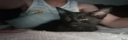 Mixed Breed cats for sale: Little beautfull boy  in Ossett - Advert 7