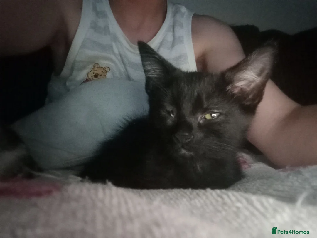 Mixed Breed cats for sale: Little beautfull boy  in Ossett - Advert 7