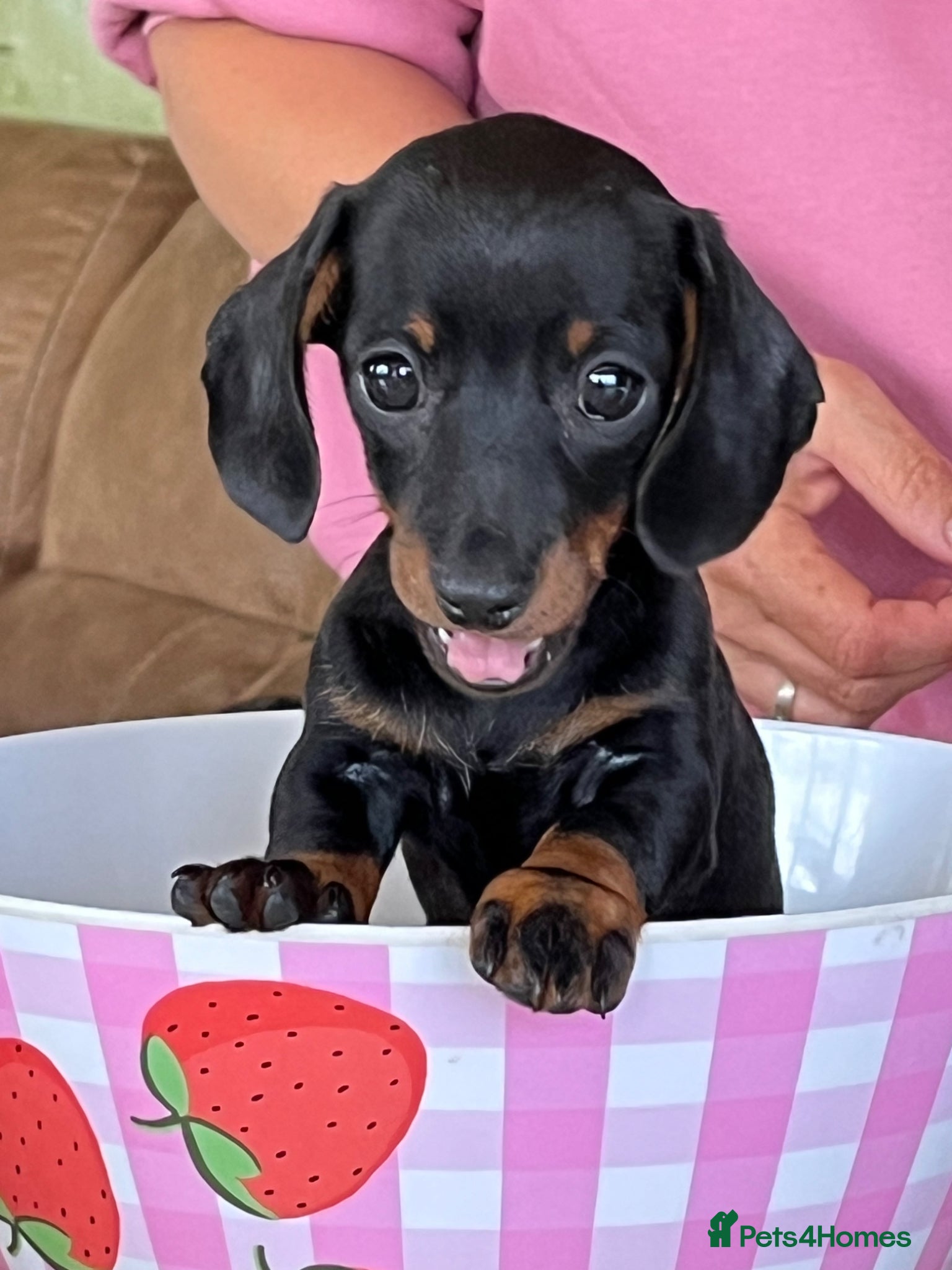 Miniature Dachshund dogs KC Registered Miniature Dachshund Puppies - Advert 15