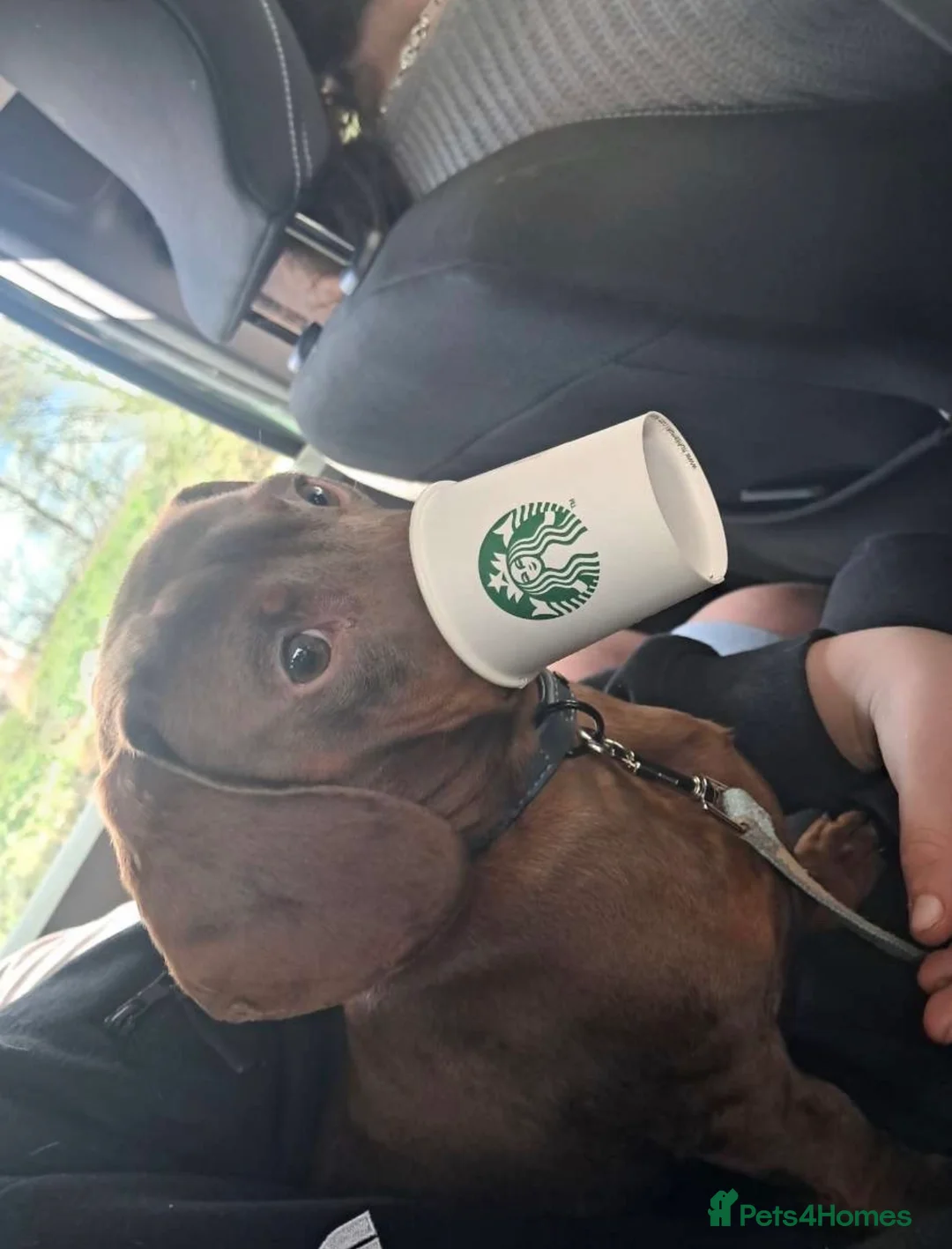 Dachshund dogs for sale: Sad rehome - Advert 2