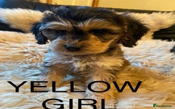 Cockapoo dogs for sale: F1 SABLE COCKAPOOS. - Image 1