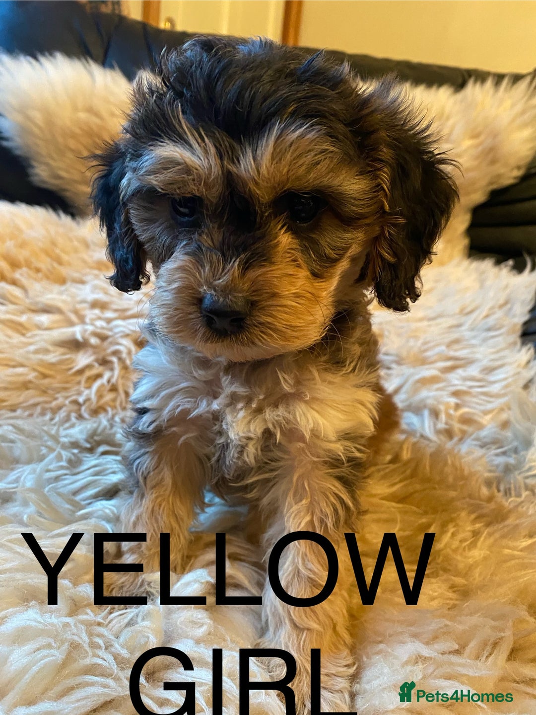 Cockapoo dogs for sale: F1 SABLE COCKAPOOS. - Image 1