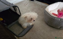 Bichon Frise dogs for sale: Bichon Frise Puppy Looking for a Loving Home - Image 7