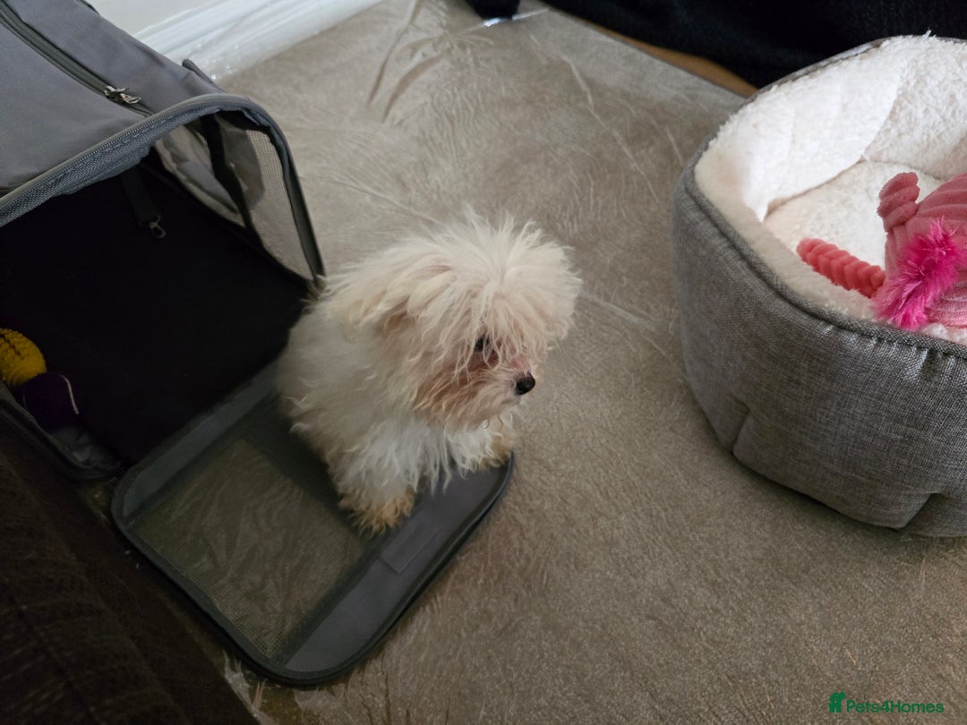 Bichon Frise dogs for sale: Bichon Frise Puppy Looking for a Loving Home - Image 7