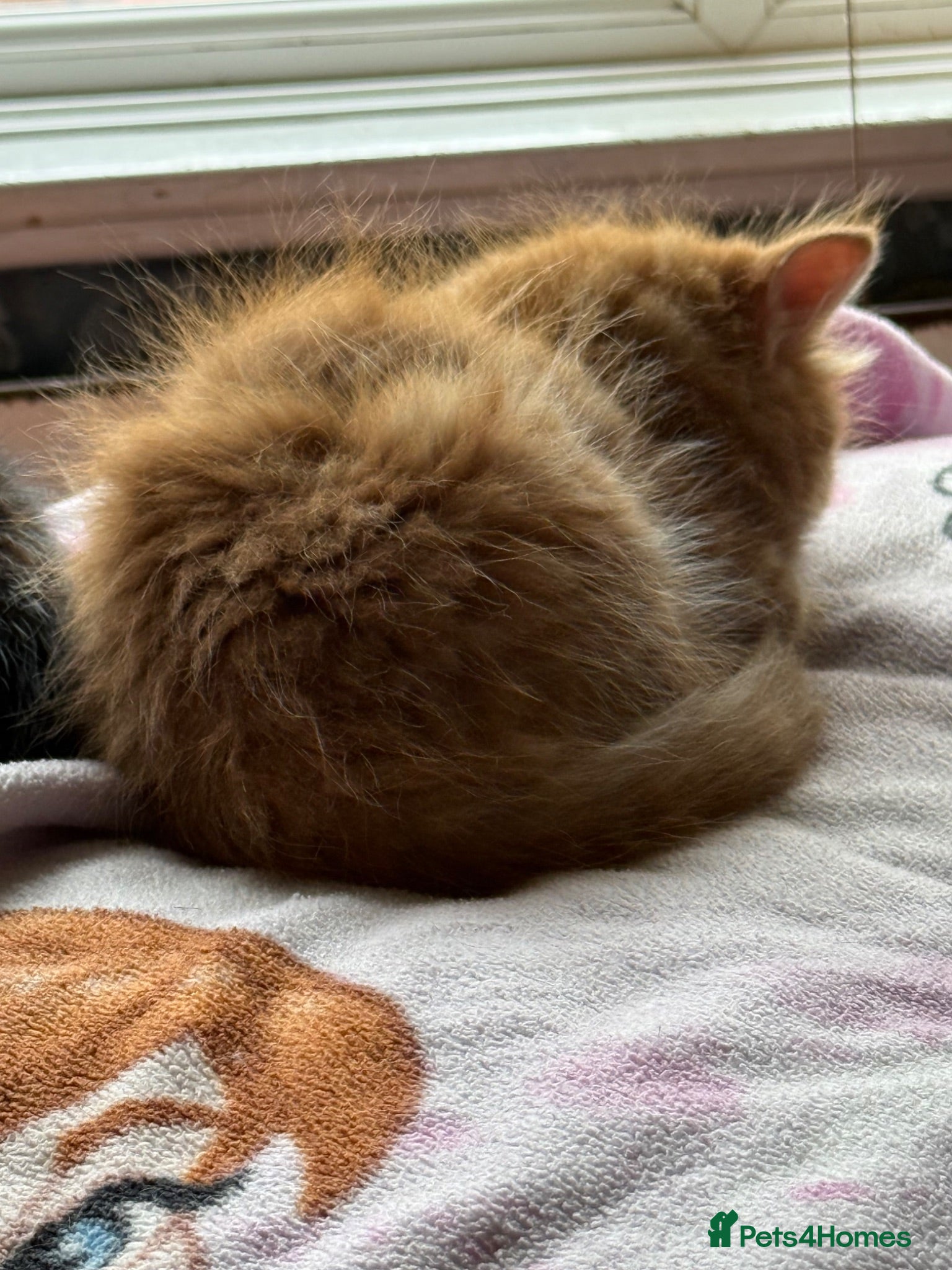 Mixed Breed cats Beautiful kittens available - Advert 2