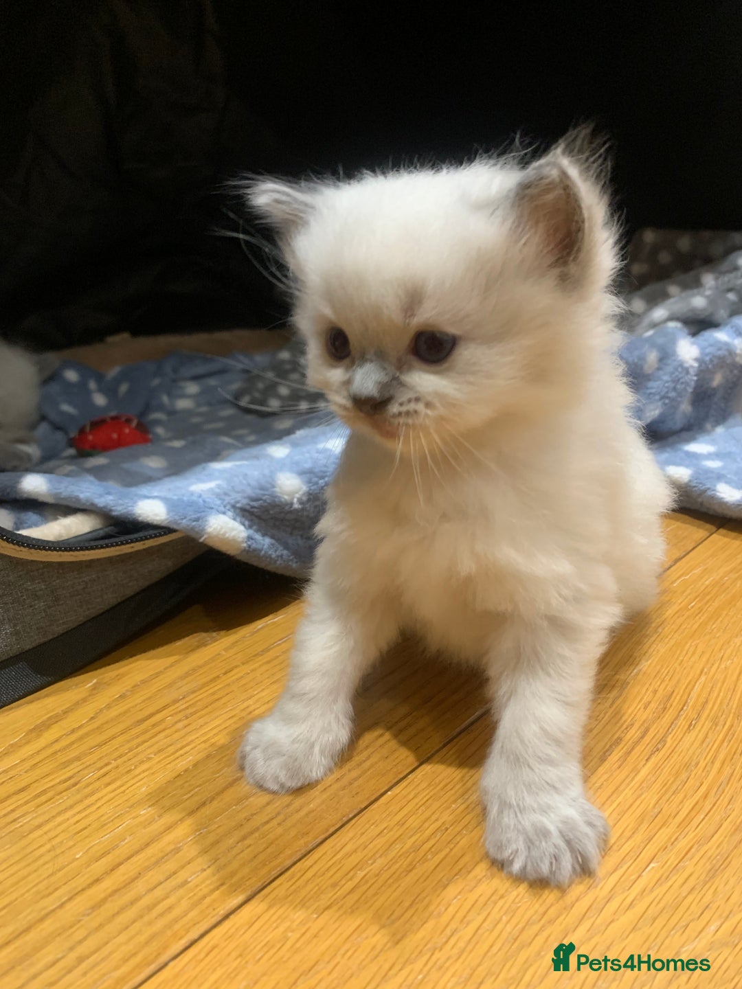 Ragdoll cats for sale: Beautiful Ragdoll kittens looking 4 loving home - Advert 2