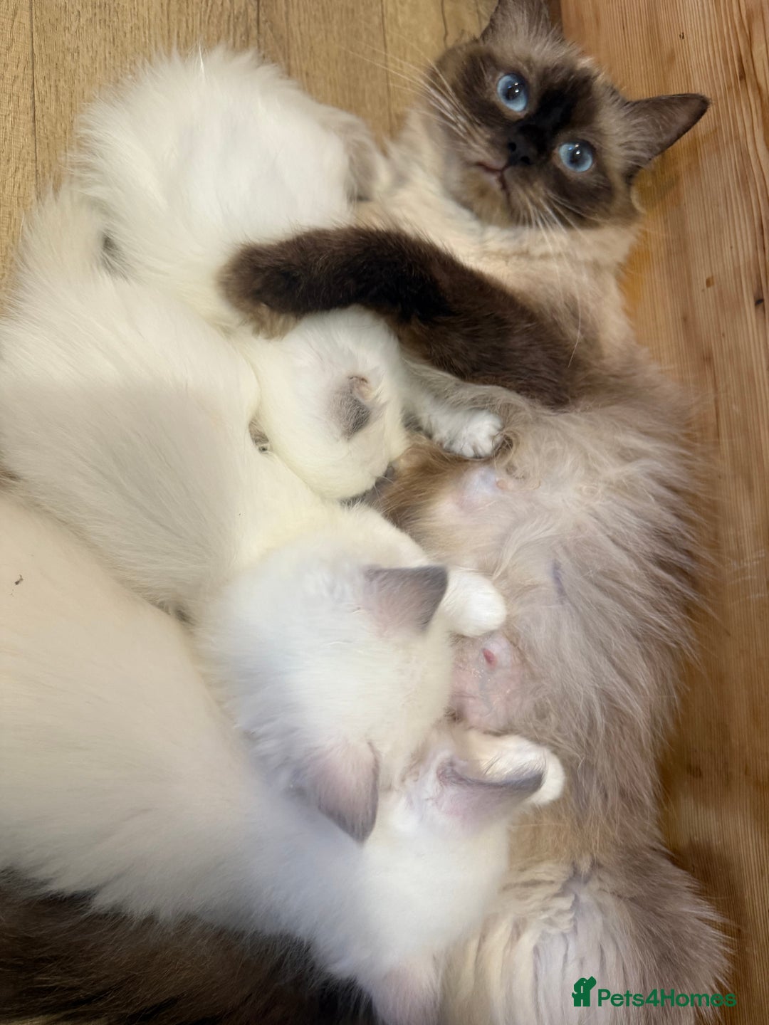 Ragdoll cats for sale: Beautiful litter of Ragdoll baby’s! 🐱🤍🐱 - Image 10