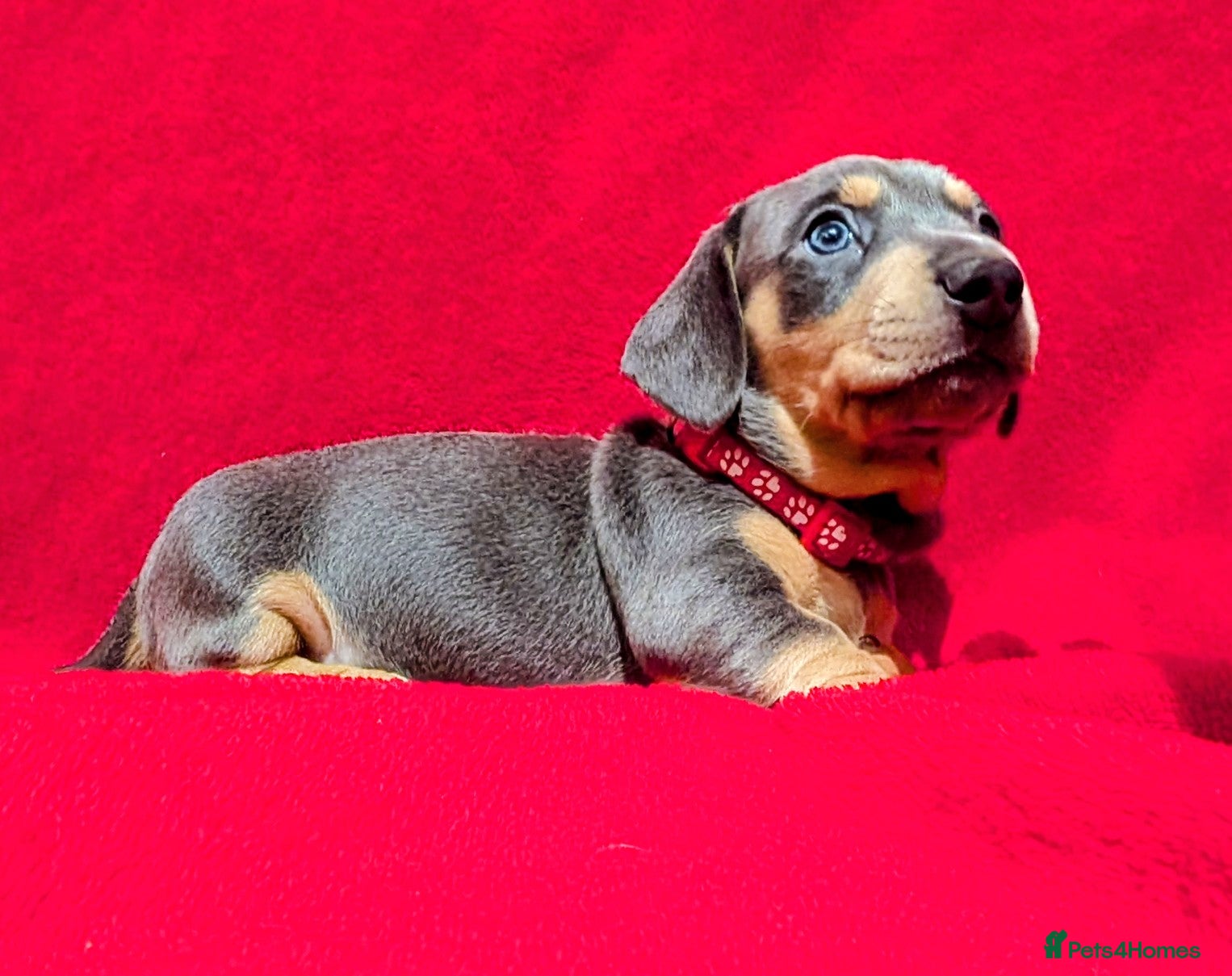 Miniature Dachshund dogs Miniature dachshunds blue and tan - Advert 3