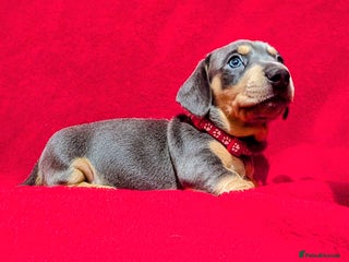 Miniature Dachshund dogs Miniature dachshunds blue and tan - Advert 1