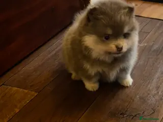 Pomeranian dogs Stunning Blue and Lilac KC Pomeranian - Advert 4