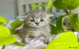 Scottish Fold cats for sale: Adorable rare silver tabby/lilac tabby kittens 🐾 - Image 11