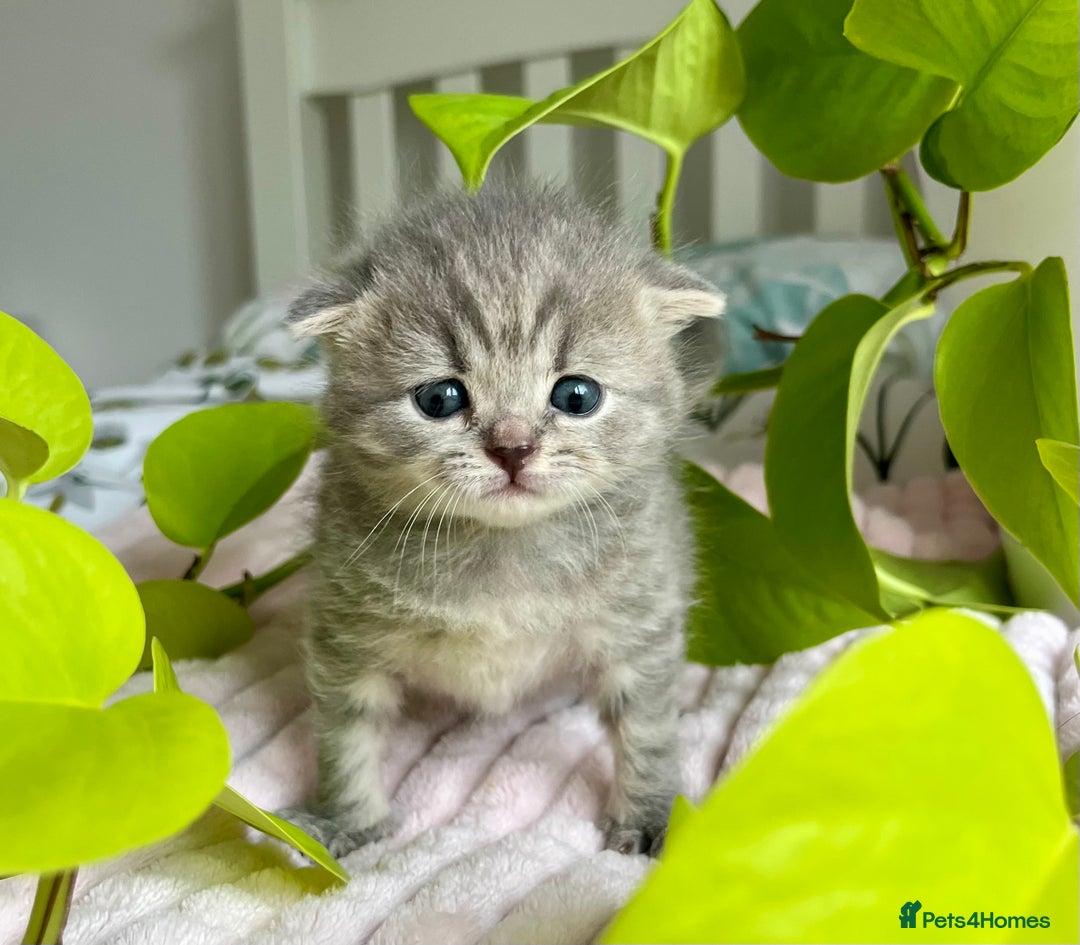 Scottish Fold cats for sale: Adorable rare silver tabby/lilac tabby kittens 🐾 - Image 11