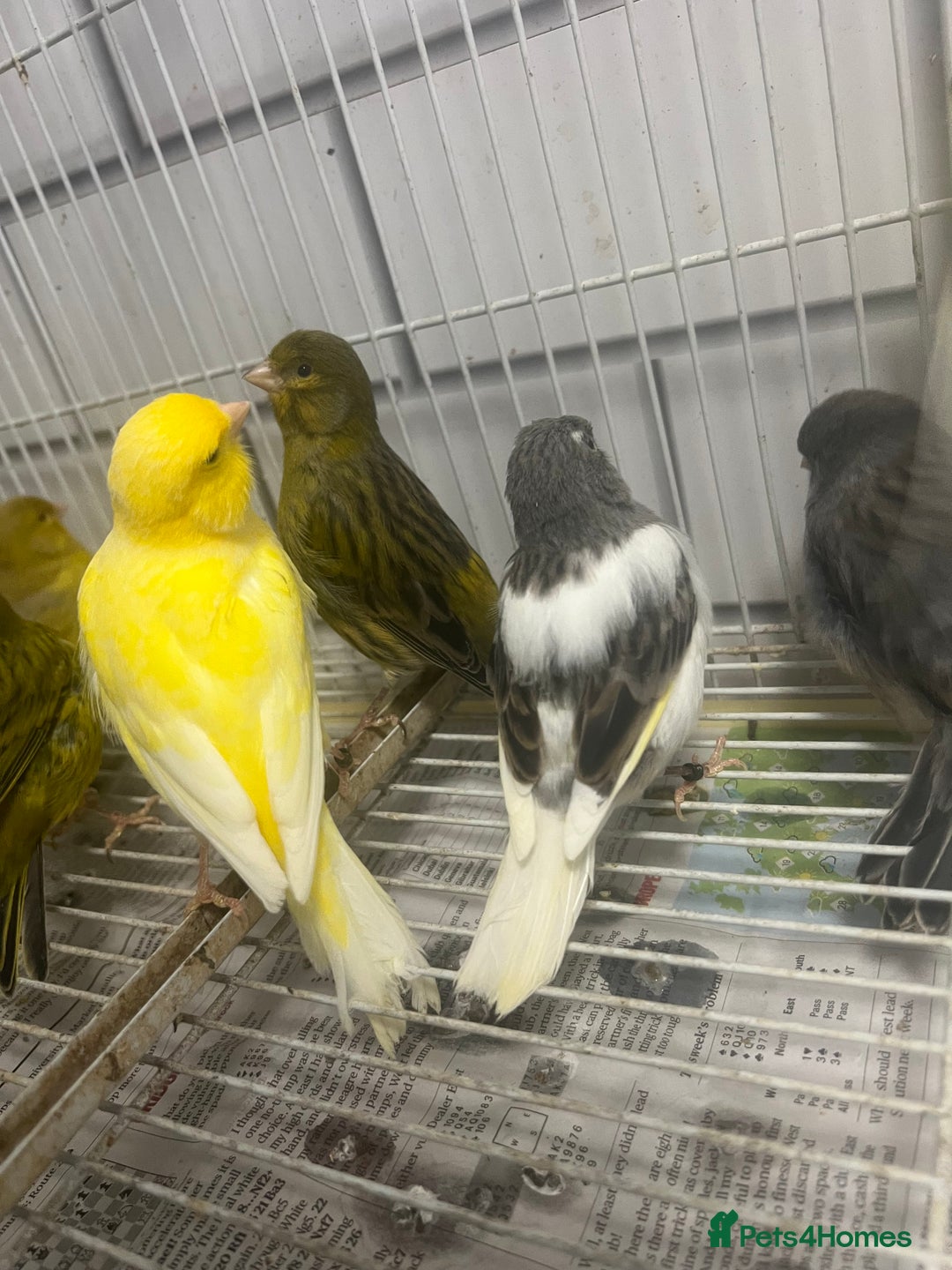 Mixed Breed birds for sale: Canaries, cockatiels budgies - Advert 3