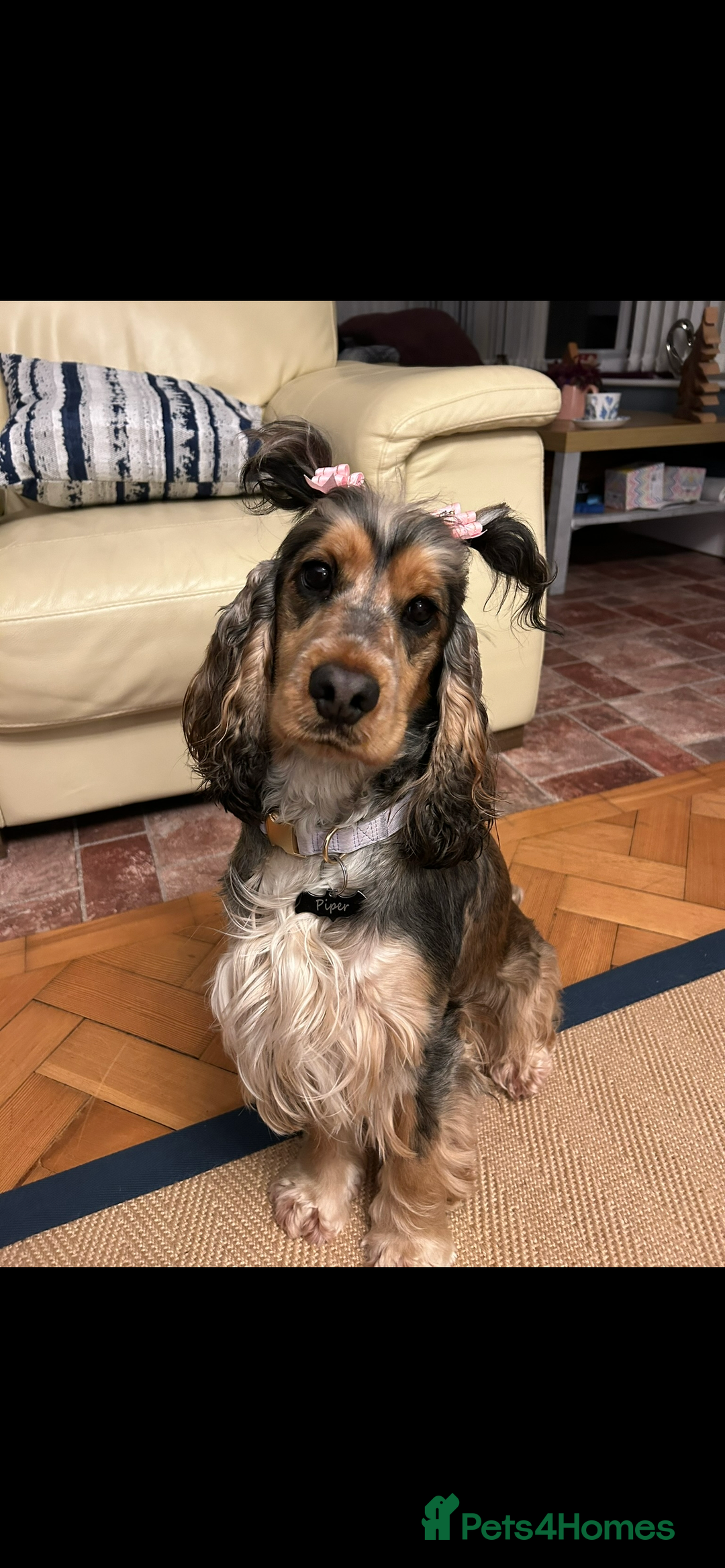 Cocker Spaniel dogs for sale: KC registered, health tested, Show cocker spaniels - Advert 24