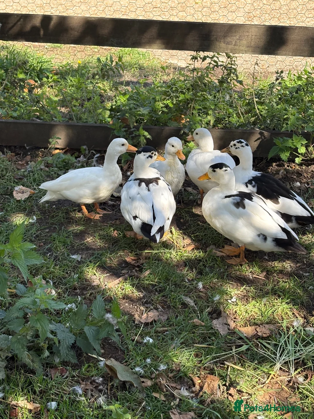 Ducks poultry for sale: 4 Male Call Ducks in St. Ives - Advert 2