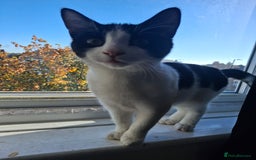 Mixed Breed cats for sale:  Betty & Winter Looking for Their Forever Home  - Image 4