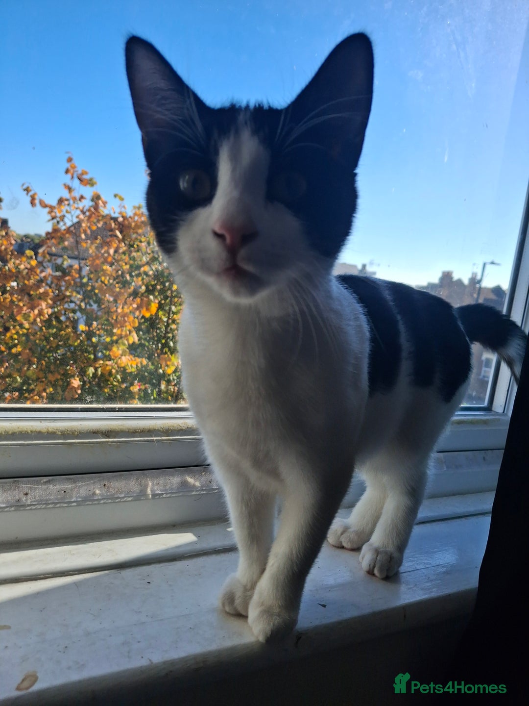 Mixed Breed cats for sale:  Betty & Winter Looking for Their Forever Home  - Image 4