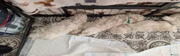 Maltipoo dogs for sale: *ready to leave*Genetically health tested maltipoo - Advert 17