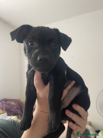 Patajack Patterjack puppies for sale | Pets4Homes