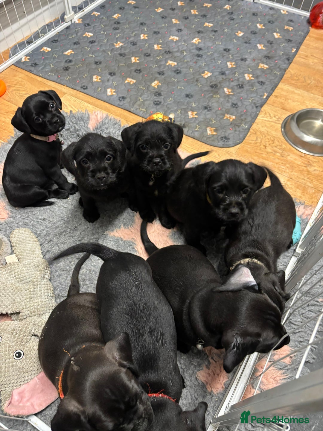 Mixed Breed dogs for sale: Cockapoo-look Puppies  - Image 13