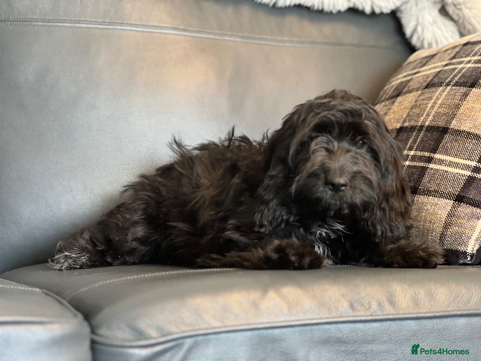 Cockapoo dogs BLACK COCKAPOO GIRL READY NOW  - Advert 2