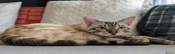 Mixed Breed cats for sale: Snow Lynx Bengal Male - Advert 9