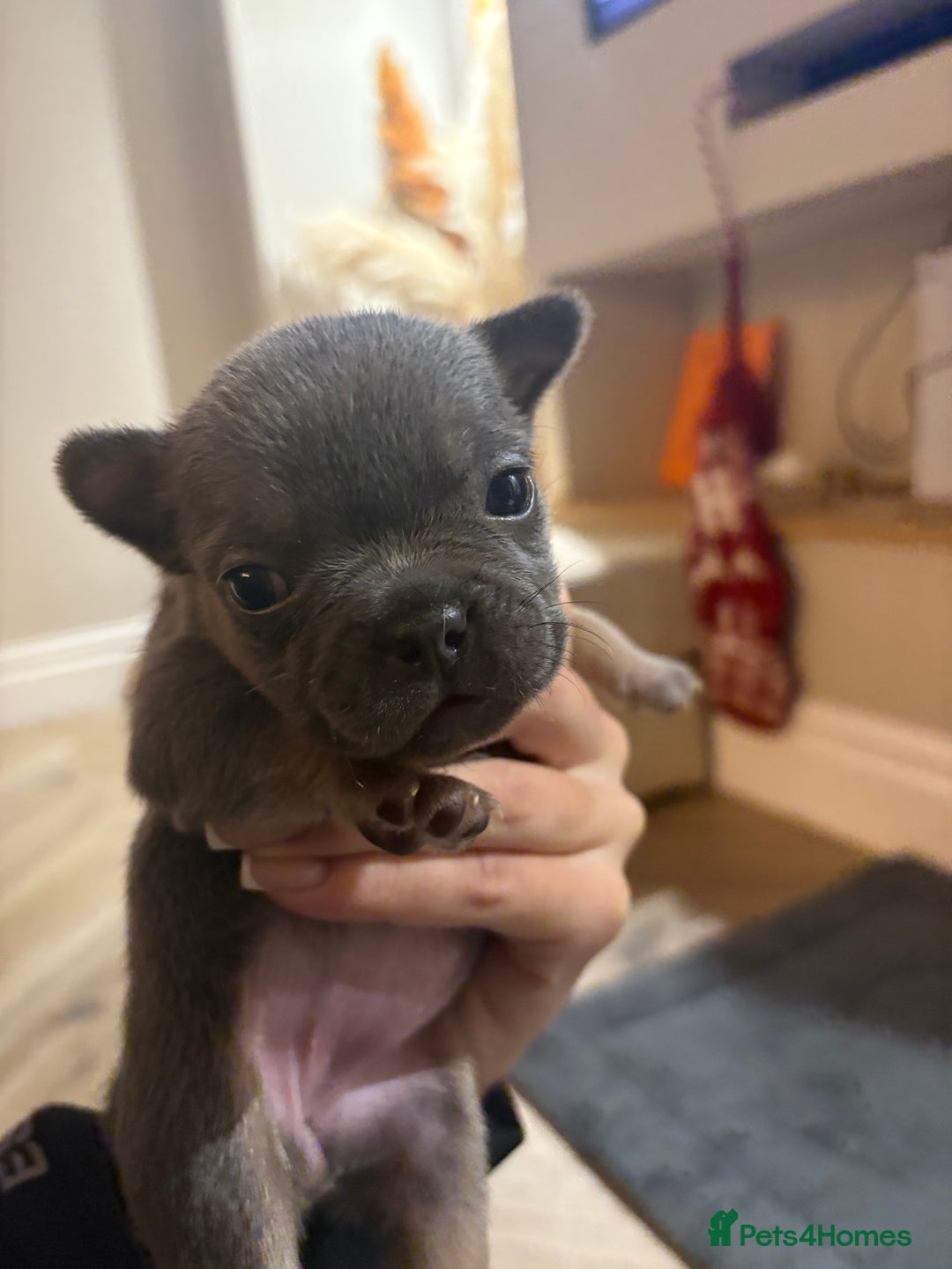 French Bulldog dogs for sale: French bulldog puppies NEARLY READY TO GO - Advert 10