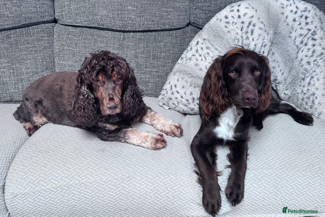 Sprocker dogs for stud: Stunning Cocker Spaniel Cross for Stud  - Image 14