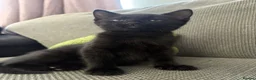 Mixed Breed cats for sale: Loving Black Female Kitten  - Advert 4