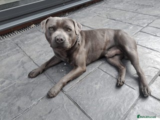Staffordshire Bull Terrier dogs - Advert 5